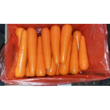 Novas Cenouras Cenouras Frescas em 2016